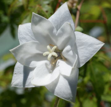 跡見群芳譜(野草譜 キキョウ)